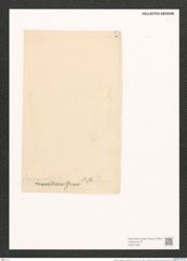 Nitzschia insignis var. mauritiana Grun. (de-Toni-Nr.: Genus 47, Species 2074) Zeichnungen Sammlung Grunow (NHMW-BOT-W0371950)